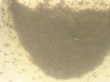 Larvas de Suruvi bocudo em tanques de larvicultura