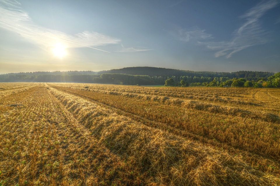 Sistema de Plantio Direto é a aposta dos agricultores