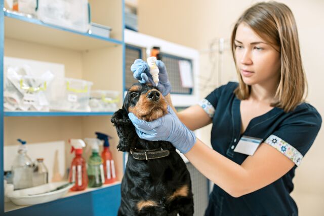 As Diversas Atividades Do Médico Veterinário Conheça Mais Do Papel Do Profissional De Medicina 3275